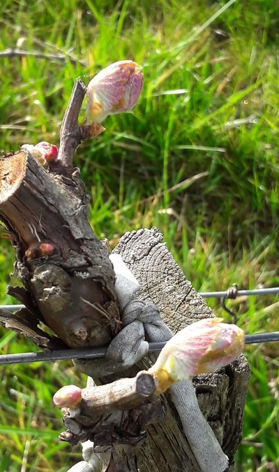 Mesures Covid 19/Actualité du Château Les Maubats