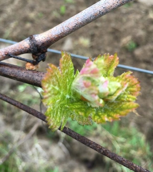 Fin des travaux d&rsquo;hiver au Vignoble